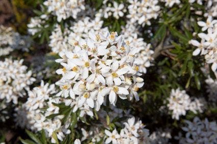  Choisya (Choisya Ternata 'White Dazzler')