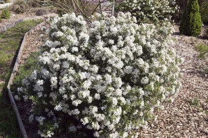  Choisya (Choisya Ternata 'White Dazzler')