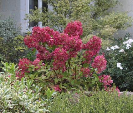  Pluimhortensia (Hydrangea Paniculata 'Diamant Rouge')