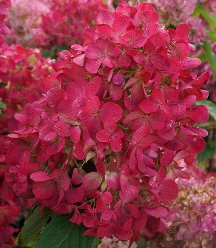  Pluimhortensia (Hydrangea Paniculata 'Diamant Rouge')