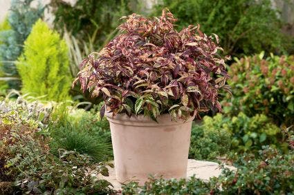  Druifheide (Leucothoe Fontanesiana ‘Makijaz')