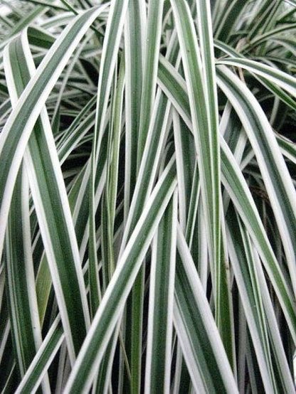  Zegge (Carex Oshimensis 'Everest' )