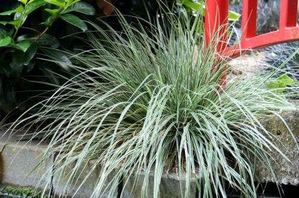  Zegge (Carex Oshimensis 'Everest' )