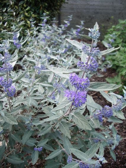  Caryopteris (Caryopteris X Clandonensis 'Sterling Silver')