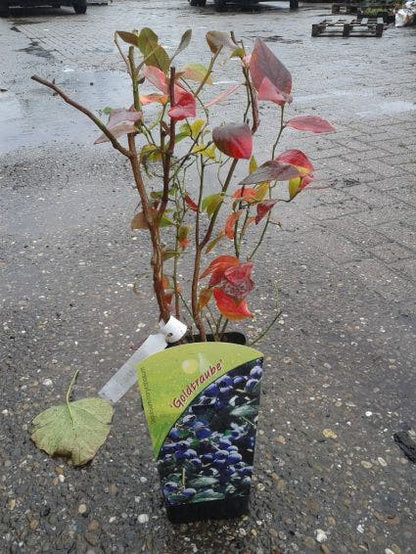  Bosbes (Vaccinium Corymbosum 'Goldtraube')