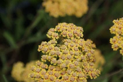  Duizendblad (Achillea Millefolium 'Terracotta')