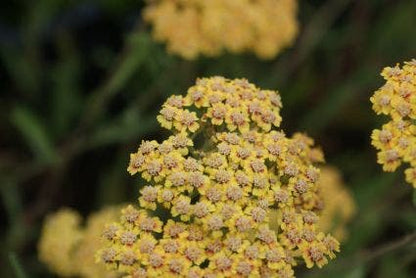  Duizendblad (Achillea Millefolium 'Terracotta')
