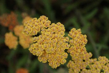  Duizendblad (Achillea Millefolium 'Terracotta')
