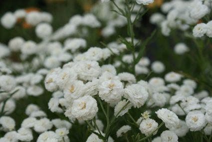  Duizendblad (Achillea Ptarmica 'The Pearl')