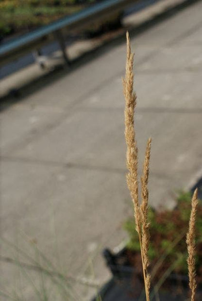  Helmgras (Ammophila Arenaria)