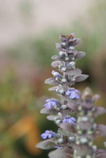  Zenegroen (Ajuga Reptans 'Atropurpurea')