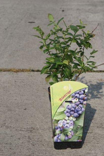  Blauwe Bes (Vaccinium Corymbosum 'Bluecrop')