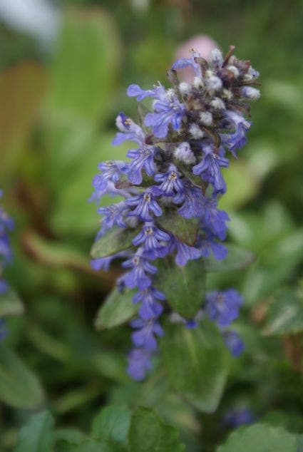  Zenegroen (Ajuga Reptans) BIO