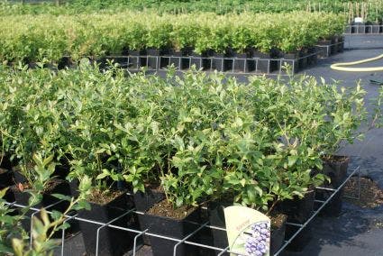  Blauwe Bes (Vaccinium Corymbosum 'Bluecrop')