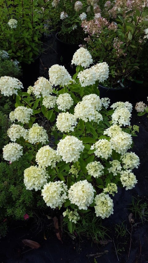  Pluimhortensia (Hydrangea Paniculata 'Little Spooky')