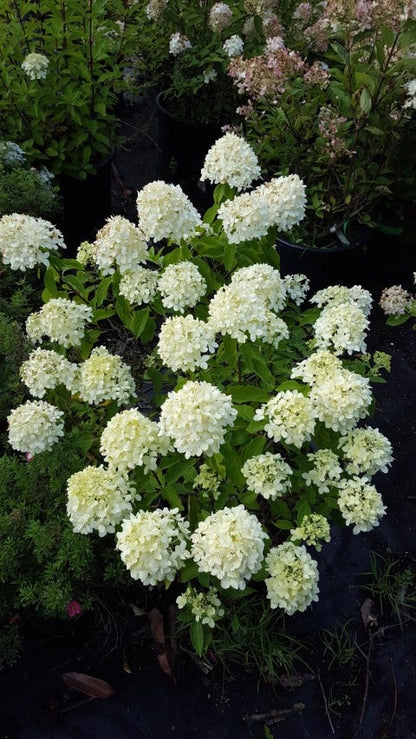  Pluimhortensia (Hydrangea Paniculata 'Little Spooky')