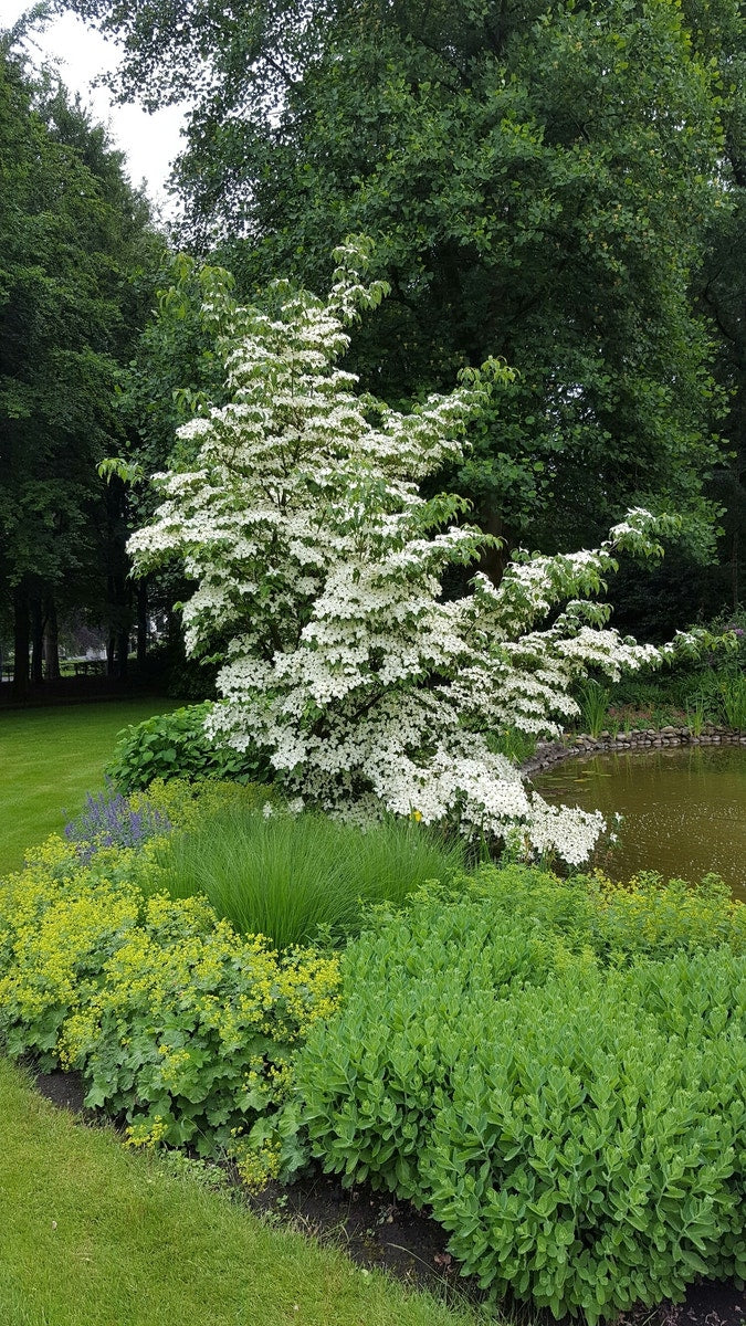  Kornoelje (Cornus Kousa 'China Girl')