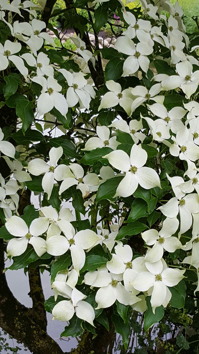  Kornoelje (Cornus Kousa 'China Girl')