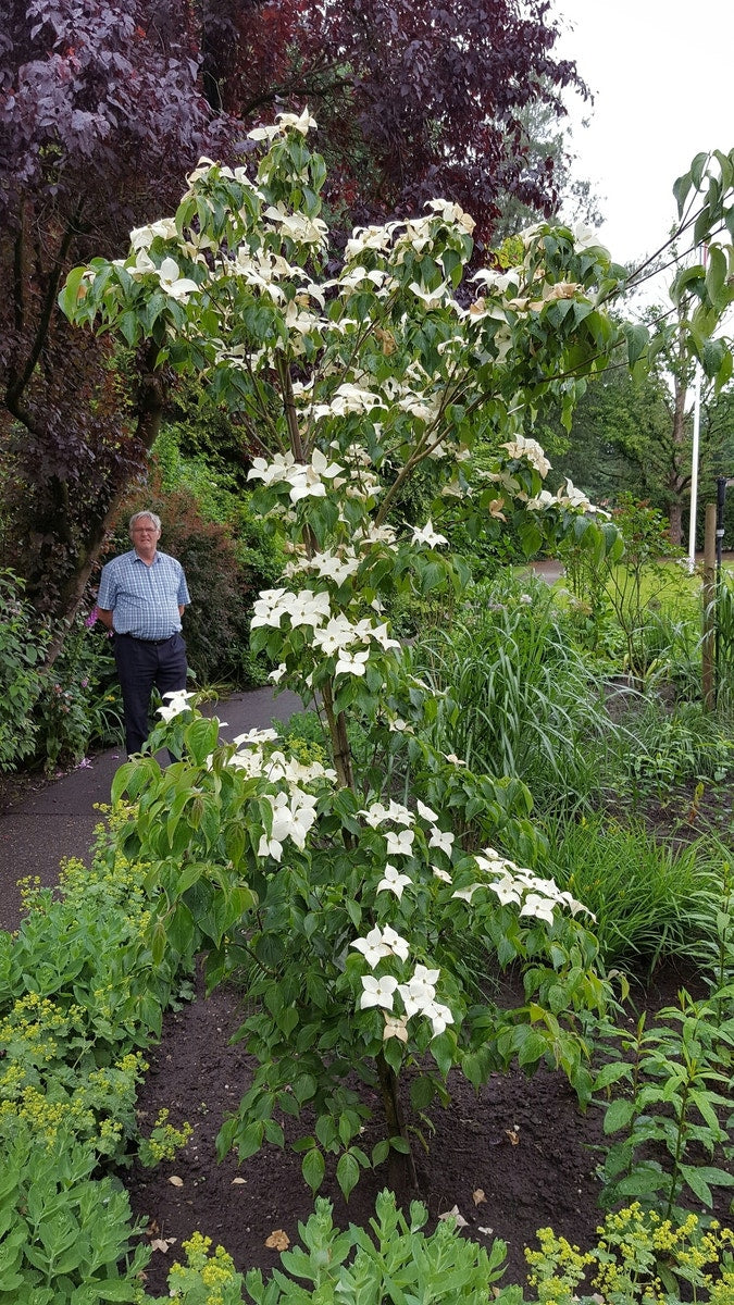  Kornoelje (Cornus Kousa 'China Girl')