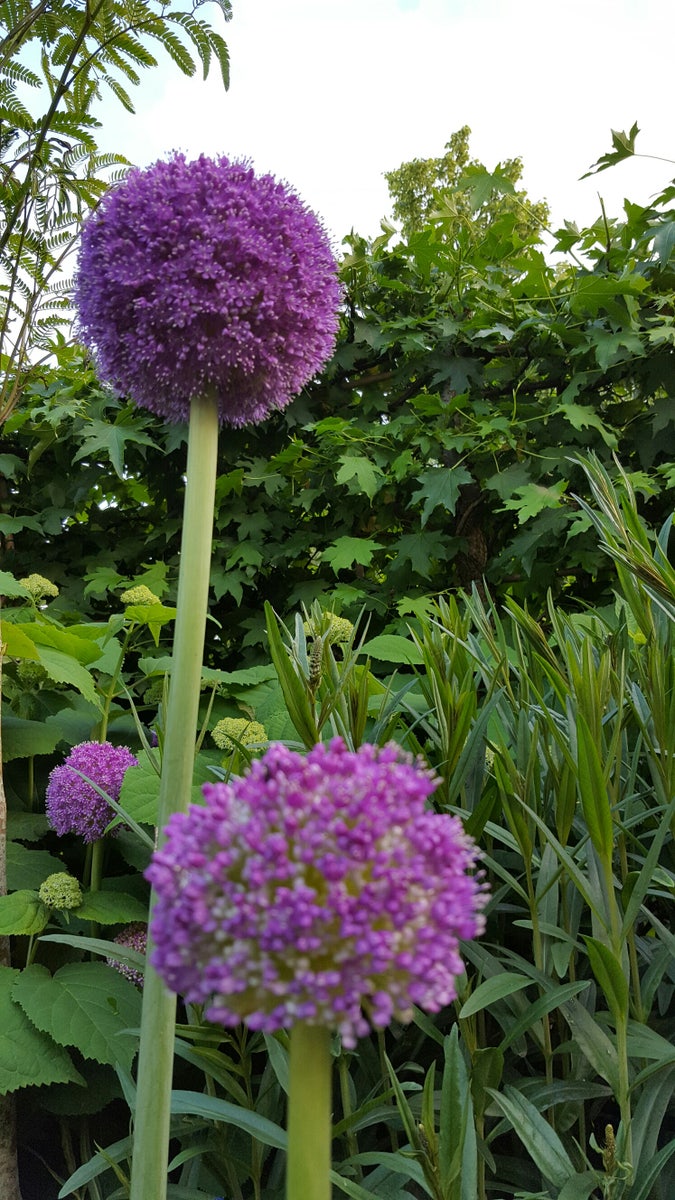  Sierui (Allium Giganteum)