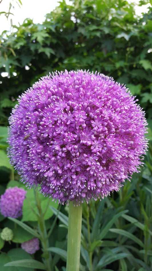  Sierui (Allium Giganteum)