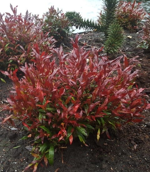  Druifheide (Leucothoe Axillaris Red Lips®)