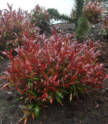  Druifheide (Leucothoe Axillaris Red Lips®)