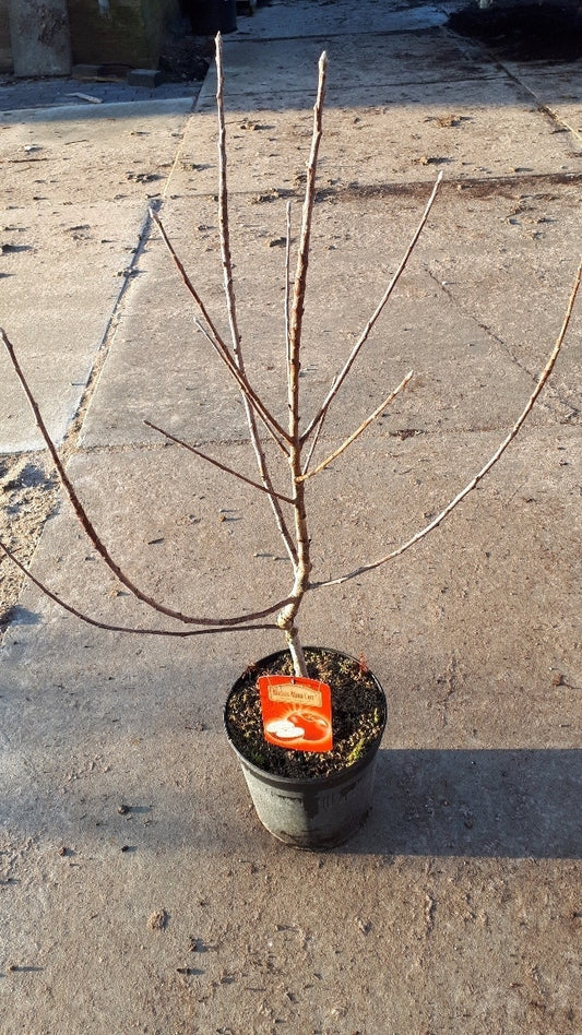  Dwerg Appel (Malus Domestica 'Mini-Cox')