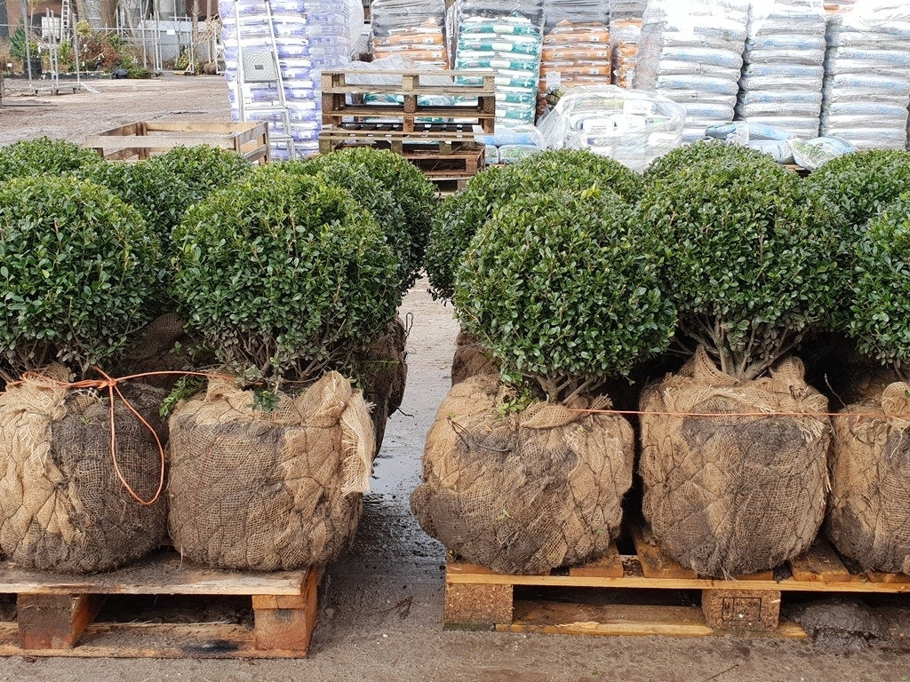 Japanse Hulst In Bolvorm (Ilex Crenata 'Caroline Upright')