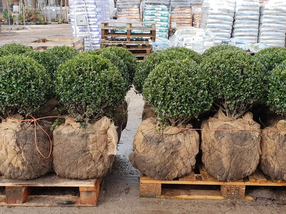  Japanse Hulst In Bolvorm (Ilex Crenata 'Caroline Upright')