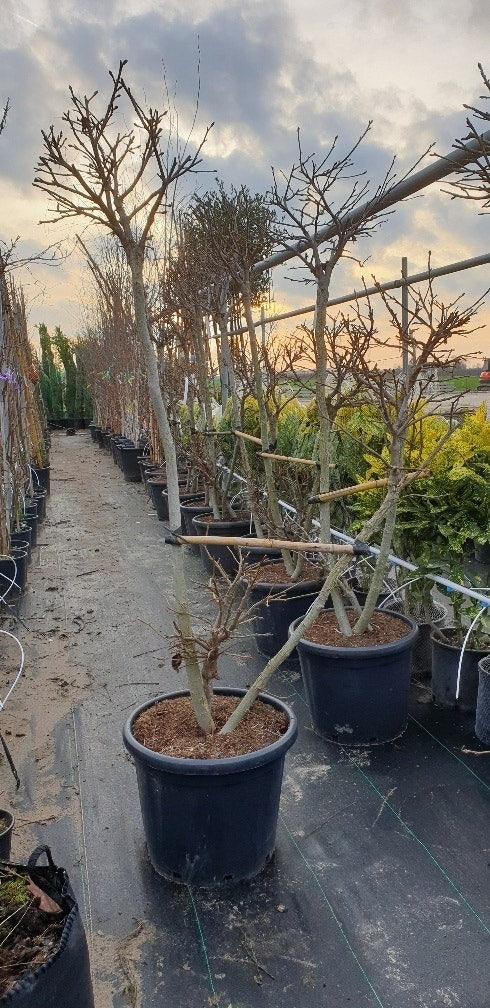  Amberboom Als Bonsai (Liquidambar 'Gum Ball')