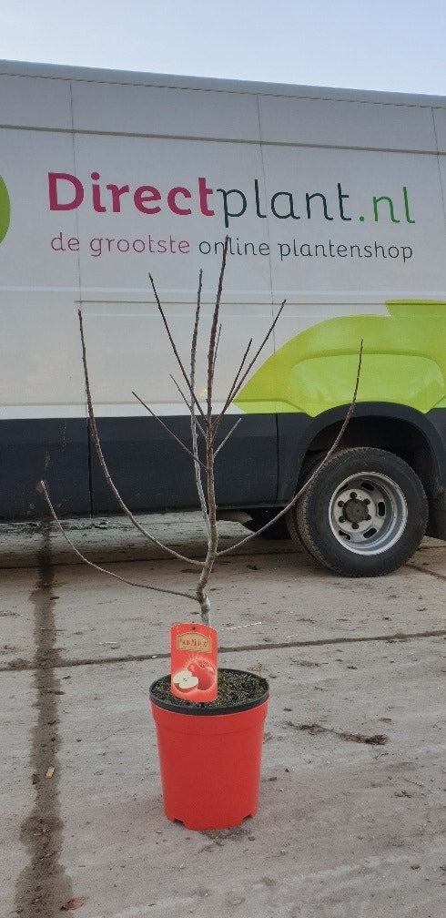  Dwerg Appel (Malus Domestica 'Mini-Cox')