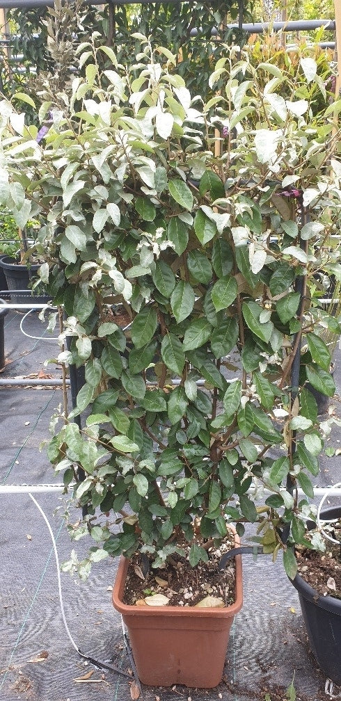 Olijfwilg Als Leivorm (Elaeagnus Ebbingei)