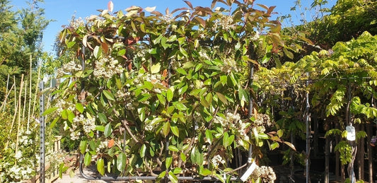  Glansmispel Halfstam Als Leiboom (Photinia Fraseri 'Red Robin')