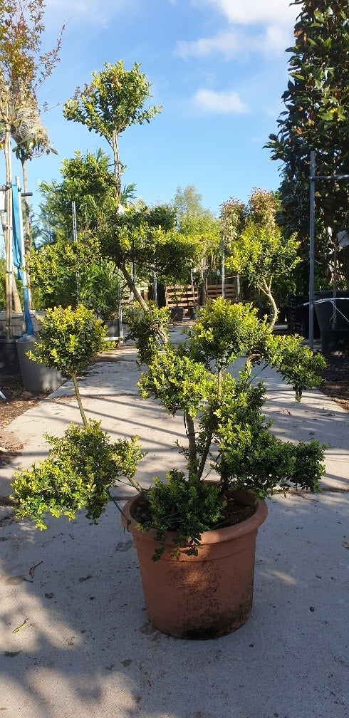  Japanse Hulst Als Bonsai (Ilex Crenata 'Kinme')