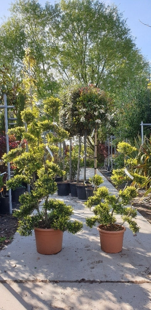  Japanse Hulst Als Bonsai (Ilex Crenata 'Kinme')