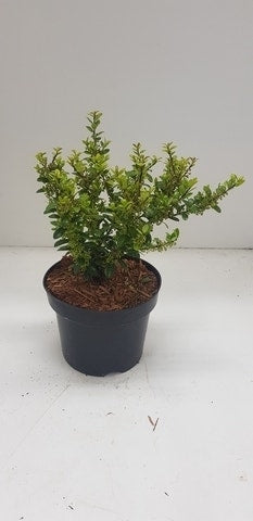  Japanse Hulst (Ilex Crenata 'Caroline Upright')