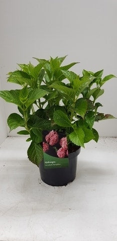  Hortensia (Hydrangea Macrophylla 'Alpengluhen')