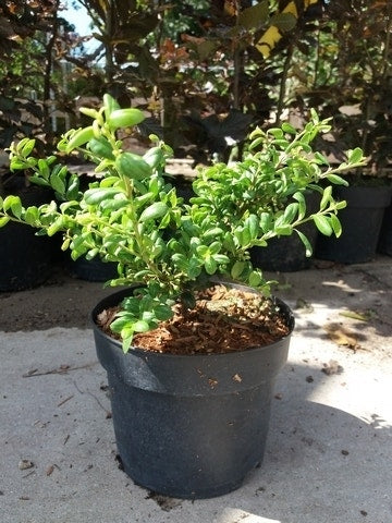  Japanse Hulst (Ilex Crenata 'Green Lustre)