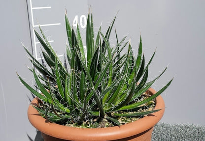  Winterharde Agave (Agave Shidigera)