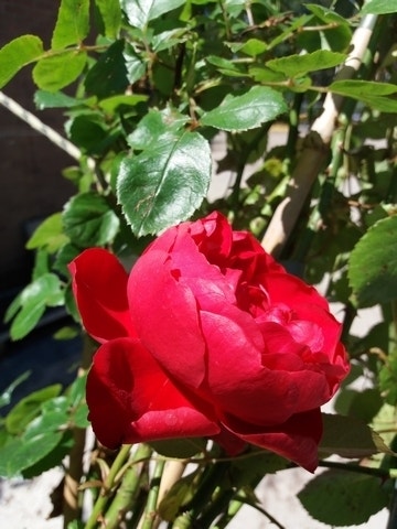  Klimroos (Rosa 'Amadeus') 