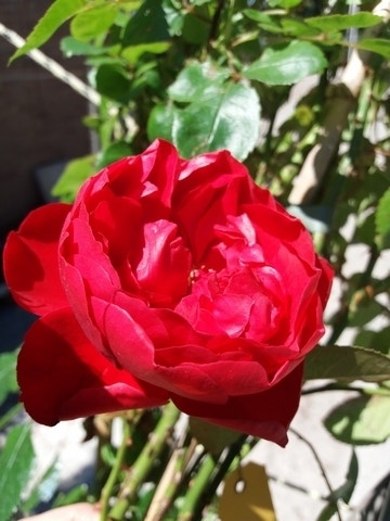  Klimroos (Rosa 'Amadeus') 