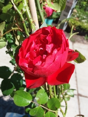  Klimroos (Rosa 'Amadeus') 