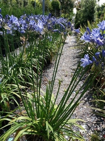  Afrikaanse Lelie (Agapanthus 'Blue Storm')