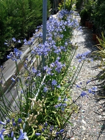  Afrikaanse Lelie (Agapanthus 'Blue Storm')
