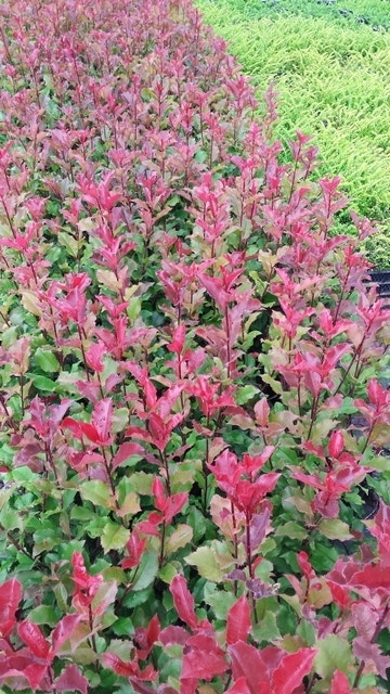  Glansmispel (Photinia 'Magical Volcano')