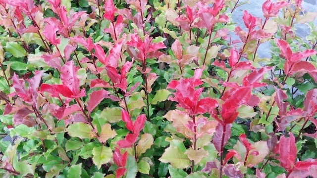  Glansmispel (Photinia 'Magical Volcano')