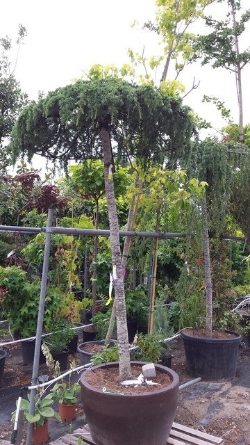  Ceder Als Dakboom (Cedrus Deodara 'Pendula')