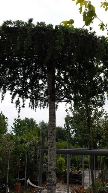  Ceder Als Dakboom (Cedrus Deodara 'Pendula')