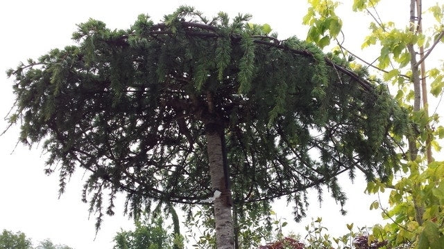 Ceder Als Dakboom (Cedrus Deodara 'Pendula')